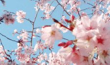 微信图片_20190403140338.gif