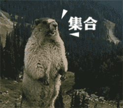 4.gif