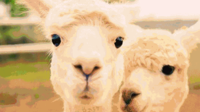 12.gif