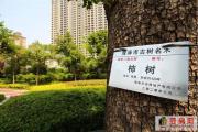 她420岁，正值妙龄，隐藏于市中心公园，现盛大开放，速围观！