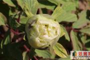 “两会一节”曹州牡丹园门票价格下调!