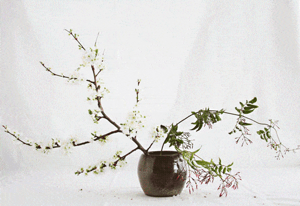 6.gif