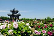 今年牡丹节会期间，本地车辆不限行！