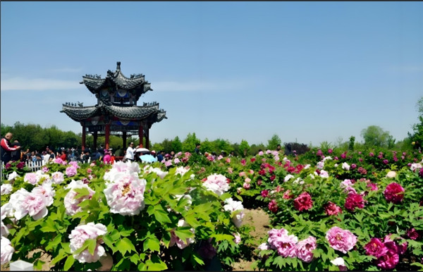 曹州牡丹园景区临时闭园公告！