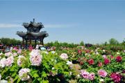 曹州牡丹园开放时间和门票价格来了！